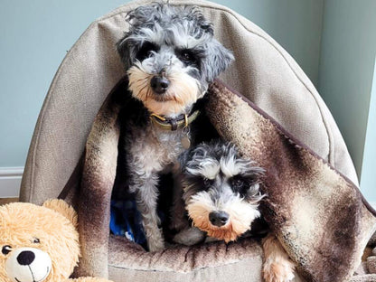 Beige Orthopaedic Cocoon Dog Bed