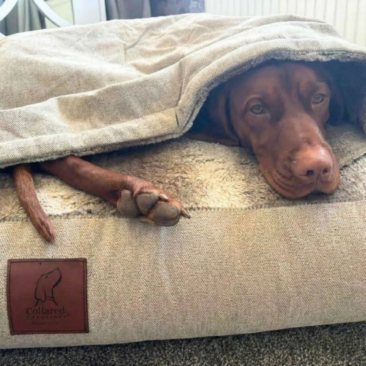 Luxury Hooded Dog Snuggle Bed – Beige