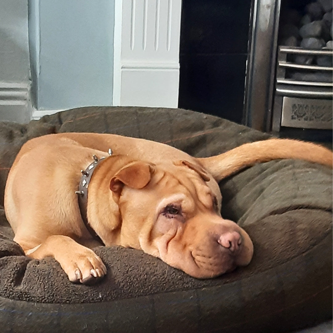 Green Tweed Cocoon Dog Bed