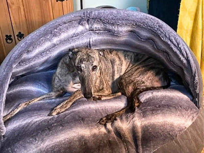 Grey Luxury Dog Cave Bed with Removable Firm Hood